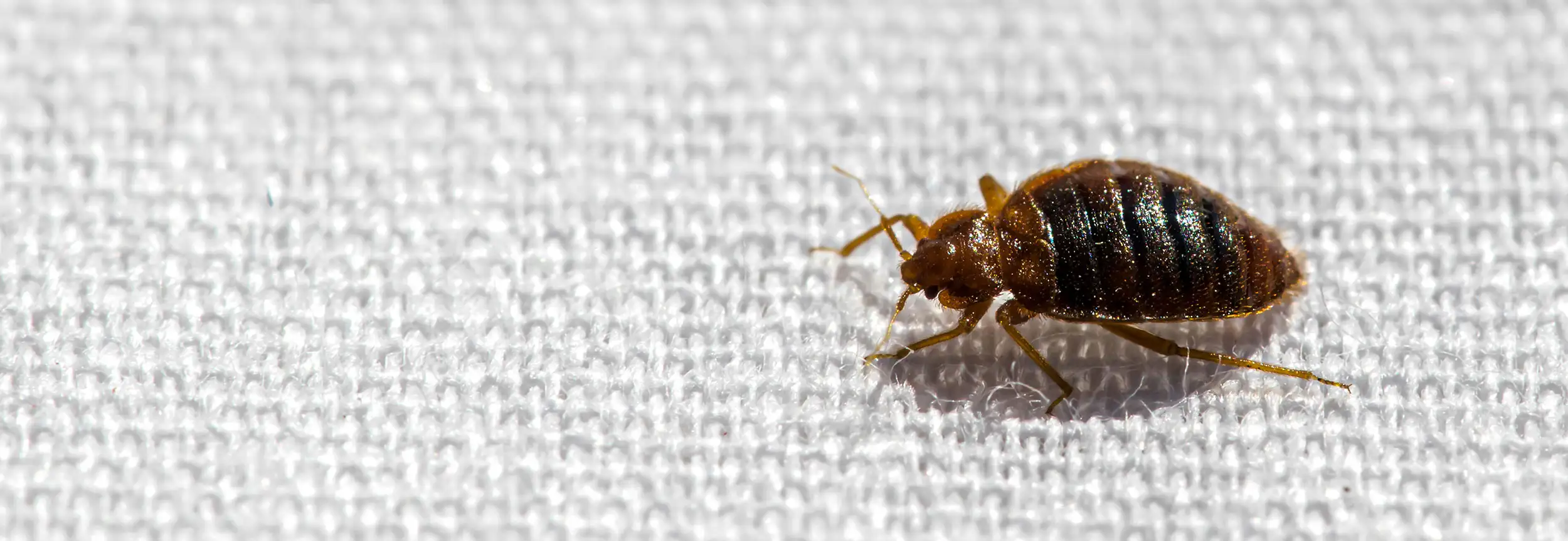Closeup of a bed bug on a bed sheet