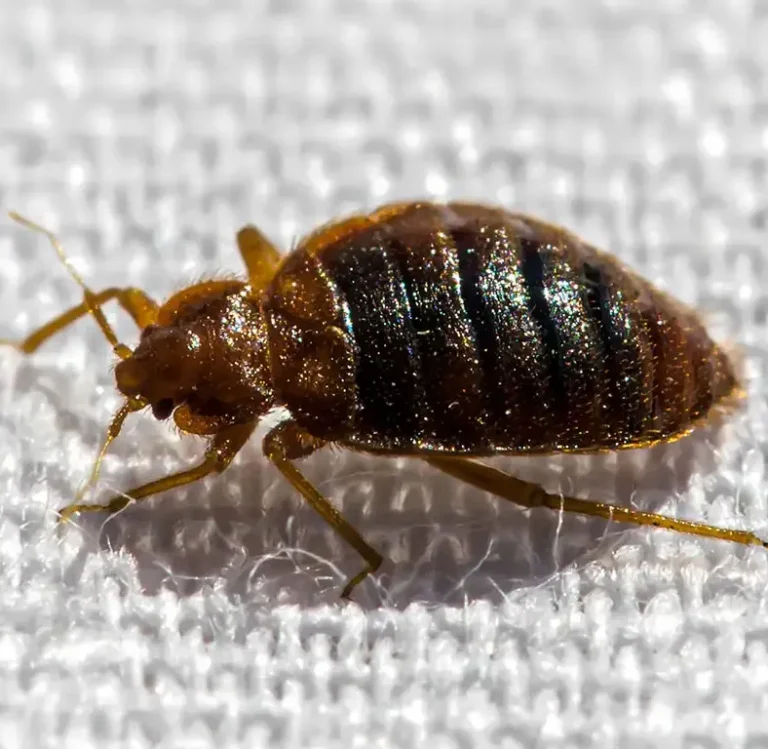 Closeup of a bed bug on a bed sheet