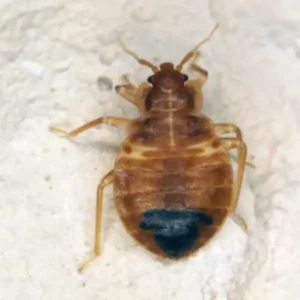 Bed bug on a bed sheet - keep pests away from your home with Arrow Exterminating Company in NY