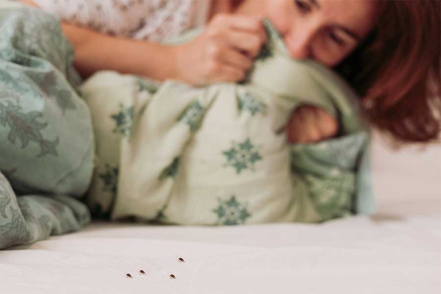 a woman wakes up to the presence of bed bugs