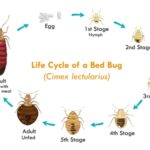a circular chart shows the life cycle of a bed bug