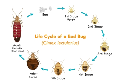 a circular chart shows the life cycle of a bed bug