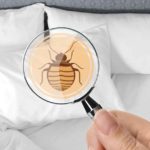 Magnifying glass over cartoon bed bug.