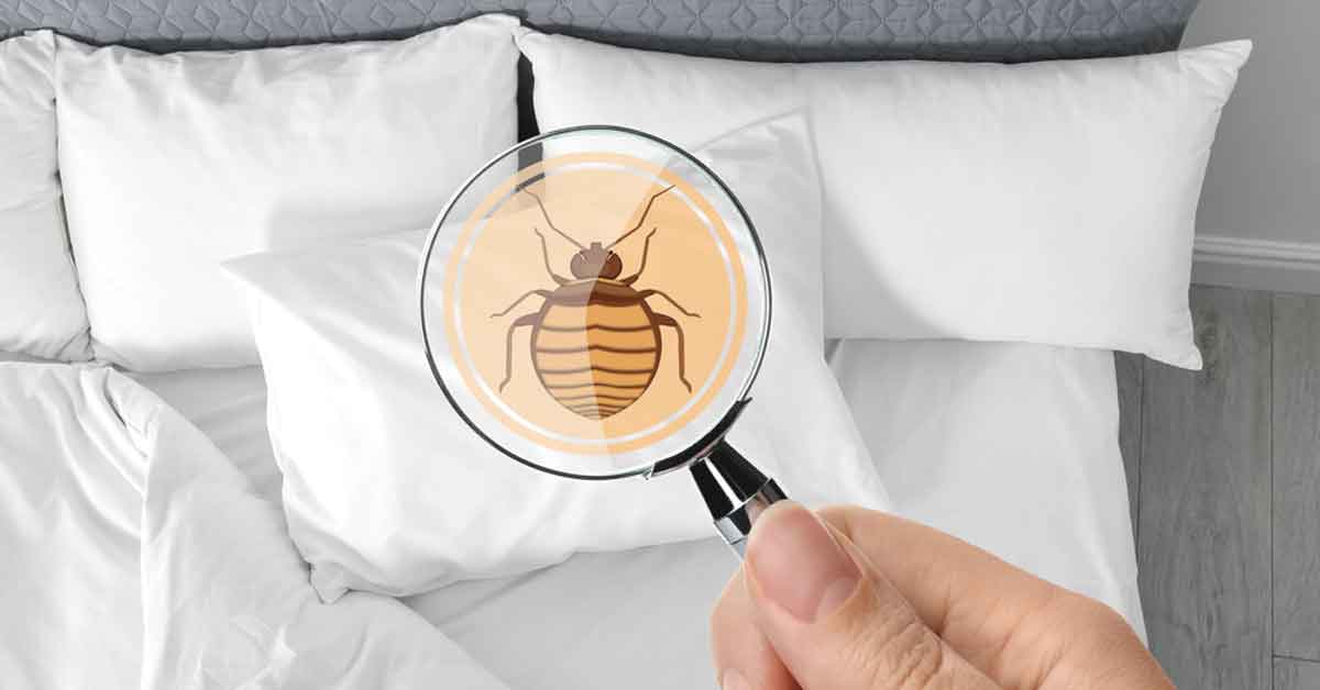 Magnifying glass over cartoon bed bug.
