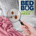 Bed Bug cartoon under magnifying glass in bedroom.