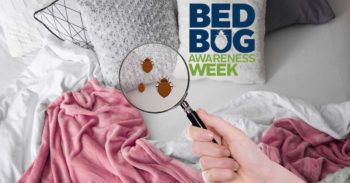 Bed Bug cartoon under magnifying glass in bedroom.