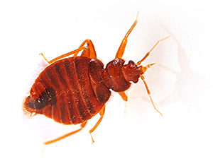 Macro image of an insect bed bugs, clear tube to withdraw blood