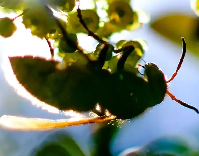 Closeup of a bee on a tree branch