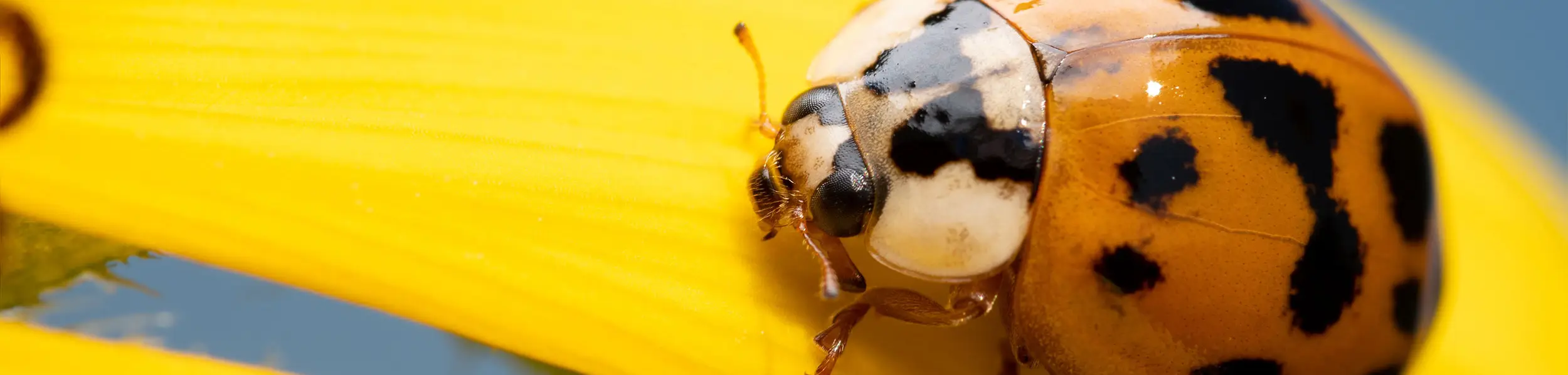 Closeup of a lady bug on a yellow flower petal
