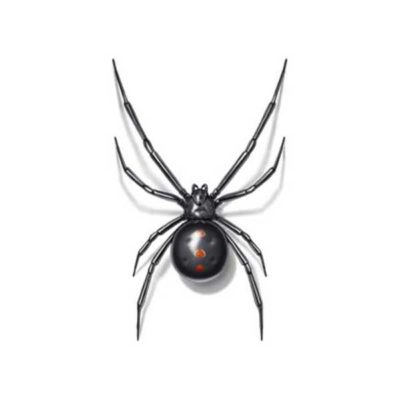 Black Widow identification in Long Island |ย Arrow Exterminating