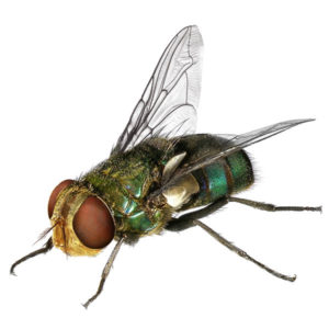 Blow Fly identification in Long Island |  Arrow Exterminating