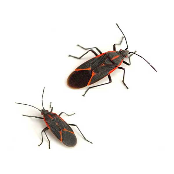 Boxelder Bugs | Arrow Exterminating serving Long Island and surrounding areas
