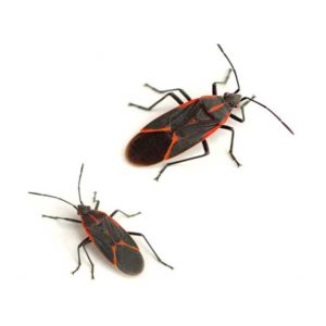 Boxelder Bug identification in Long Island |  Arrow Exterminating