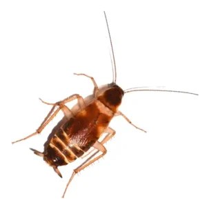 brown banded cockroach on a white background - keep pests away from your home with Arrow Exterminating Company in NY