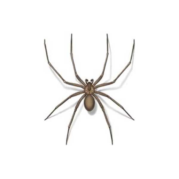 Brown Recluse Spider identification in Long Island |  Arrow Exterminating