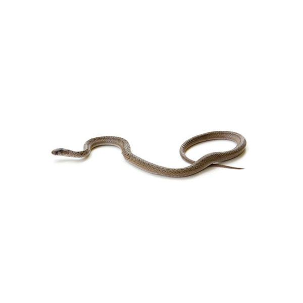 Brown Snake identification in Long Island |  Arrow Exterminating
