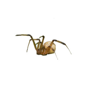 Brown Widow Spider identification in Long Island |  Arrow Exterminating