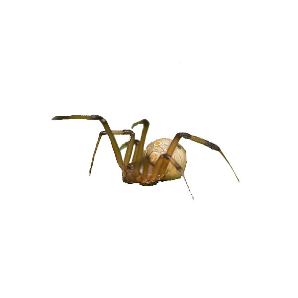 Brown Widow Spider identification in Long Island |  Arrow Exterminating