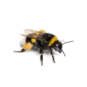 Bumblee bee on a white background - keep pests away from your home with Arrow Exterminating Company in NY