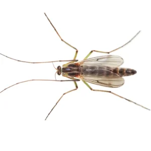 Buzzer midge on a white background - keep pests away from your home with Arrow Exterminating in NY