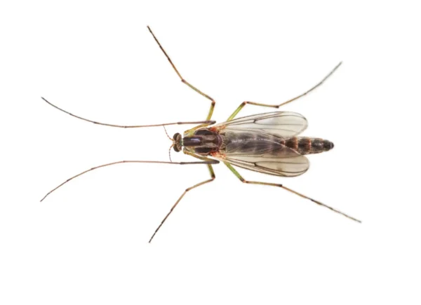 Buzzer midge on a white background - keep pests away from your home with Arrow Exterminating in NY
