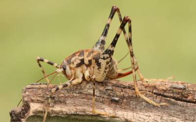 a camel cricket like this one is an invasive pest