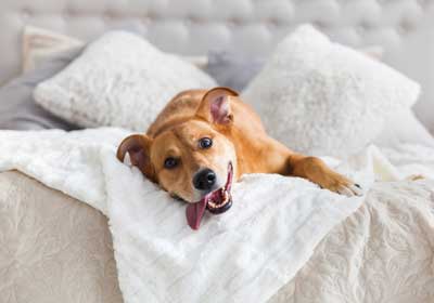 Can pets spread bed-bugs in Long Island |  Arrow Exterminating