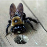 Carpenter bee next to hole in wood.