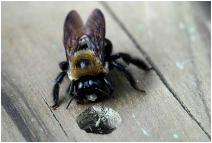 Carpenter bee next to hole in wood.