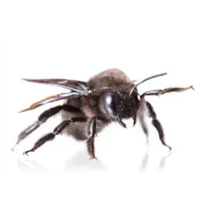 Carpenter bee against a white background - keep pests away from your home with Arrow Exterminating Company in NY