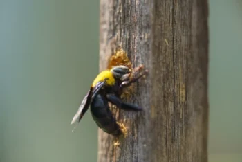 A carpenter bee boring through a wooden post In New York serviced by Arrow Pest Control