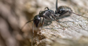 Black Carpenter Ant on wood.