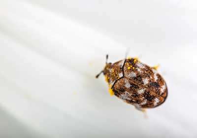 a carpet beetle seen close up