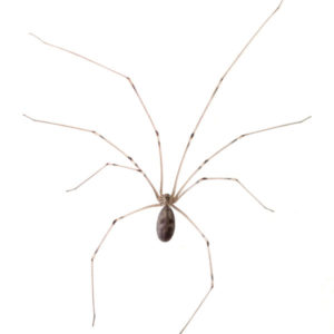 Cellar Spider identification in Long Island |  Arrow Exterminating