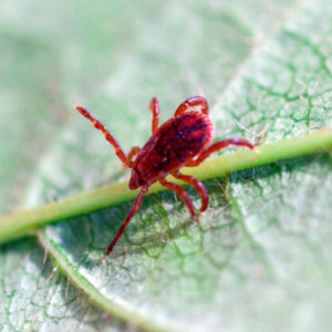 Chigger Mite identification in Long Island |  Arrow Exterminating