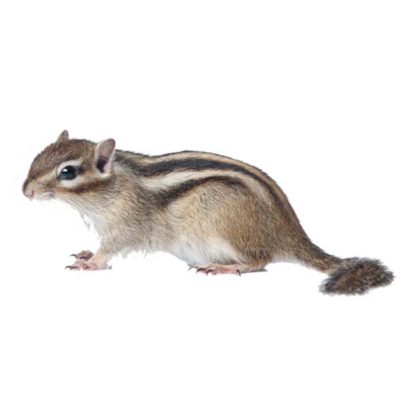 Chipmunk identification in Long Island |ย Arrow Exterminating