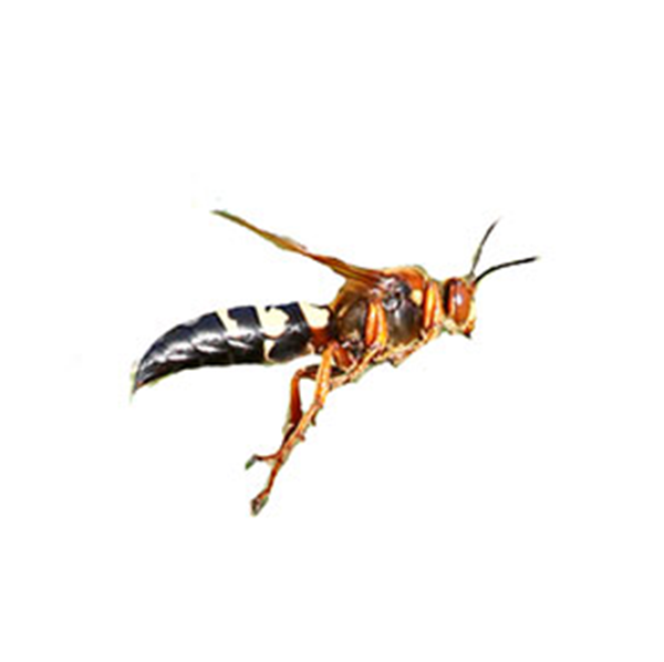 Cicada Killer Wasp | Arrow Exterminating serving Long Island and surrounding areas