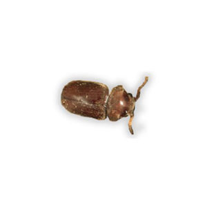 Cigarette Beetle identification in Long Island |  Arrow Exterminating