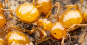 Citronella ants huddled together