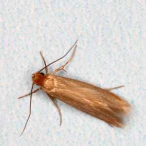 Clothes Moth identification in Long Island |  Arrow Exterminating