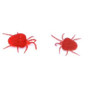 Clover mites on a white background - keep mites away from your home with Arrow Exterminating in NY