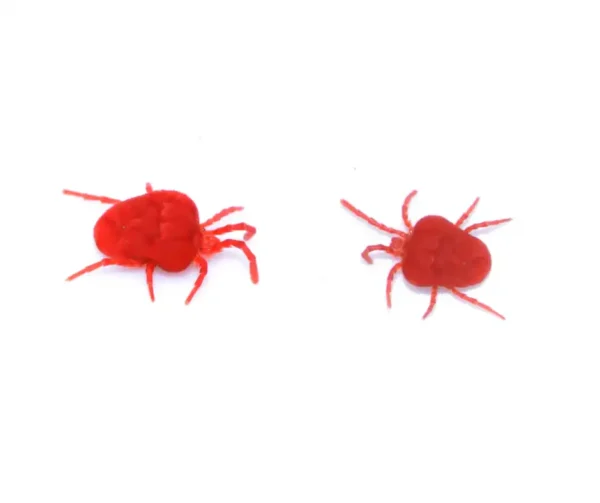 Clover mites on a white background - keep mites away from your home with Arrow Exterminating in NY