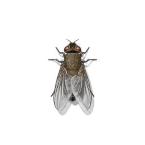 Cluster Fly identification in Long Island |  Arrow Exterminating