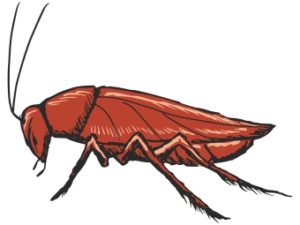 cockroach-pest-control