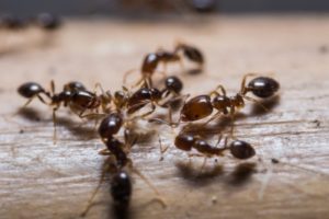 colony-of-ants