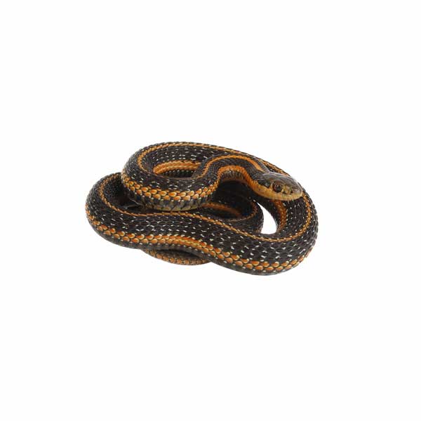 Common Garter Snake identification in Long Island |  Arrow Exterminating