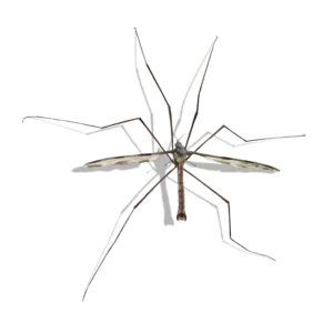 Crane fly on a white background - keep pests away from your home with Arrow Exterminating in NY