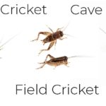Handy Guide to Crickets