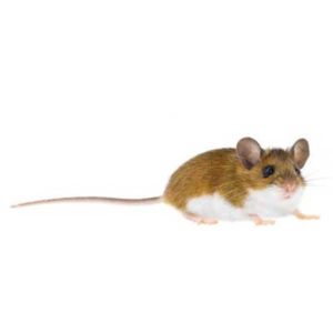 Deer Mouse identification in Long Island |  Arrow Exterminating