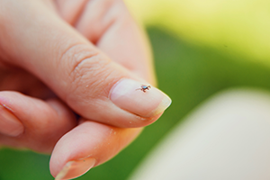 Deer tick on Long Island woman’s fingernail shows how tiny they are in our guide to ticks in our region